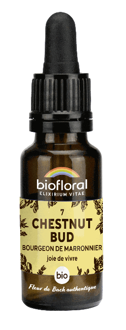 07 - Chestnut Bud - Bourgeons marronnier - bio - 20 ml
