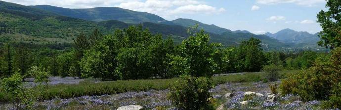 MONTAGNE ET ARBRES