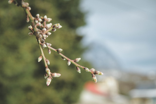 bourgeons