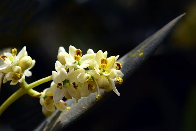 fleur d'olivier