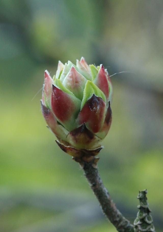 bourgeons marronnier