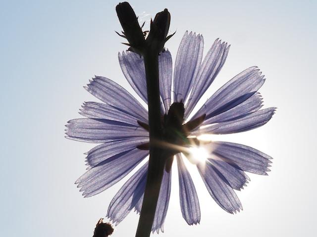 chicorée fleur