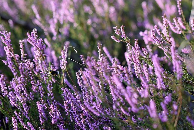 fleurs bruyère