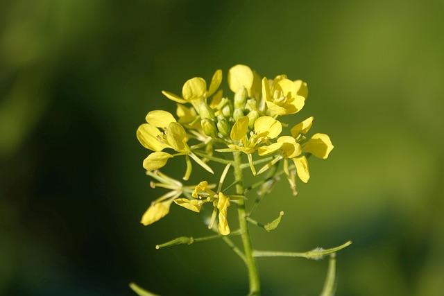 fleur de moutarde