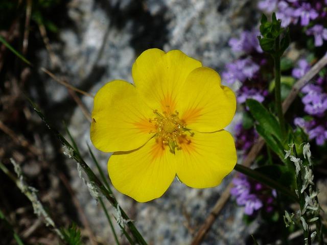 rock rose