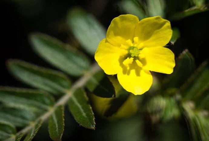 tribulus