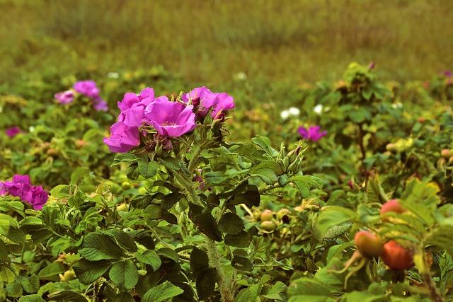 églantier fleur