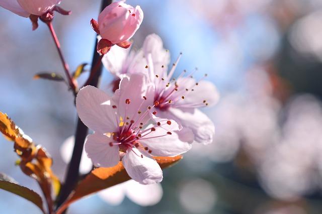 prunus fleur