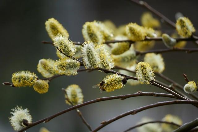 saule fleurs