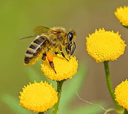 abeille