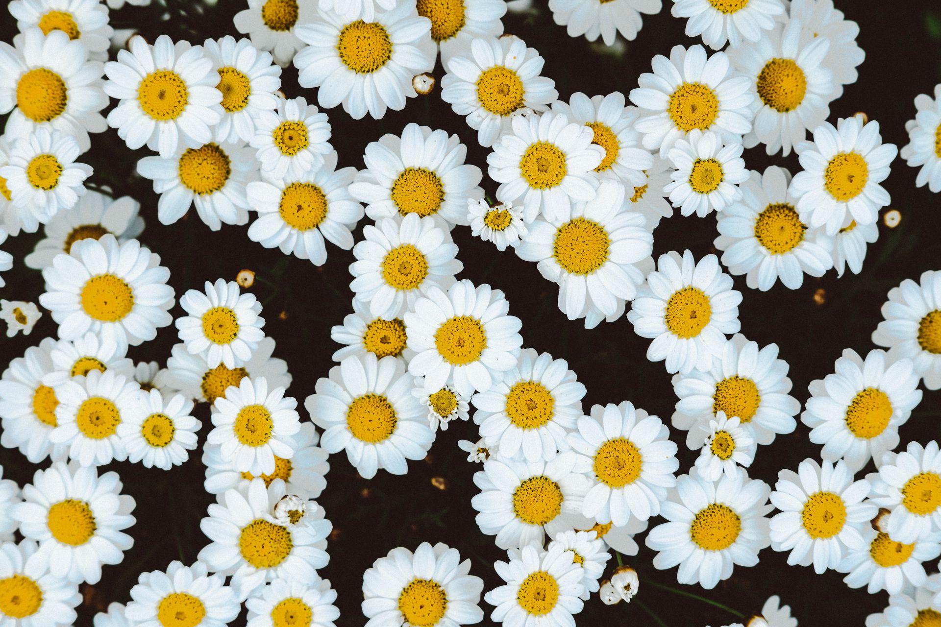 CAMOMILE