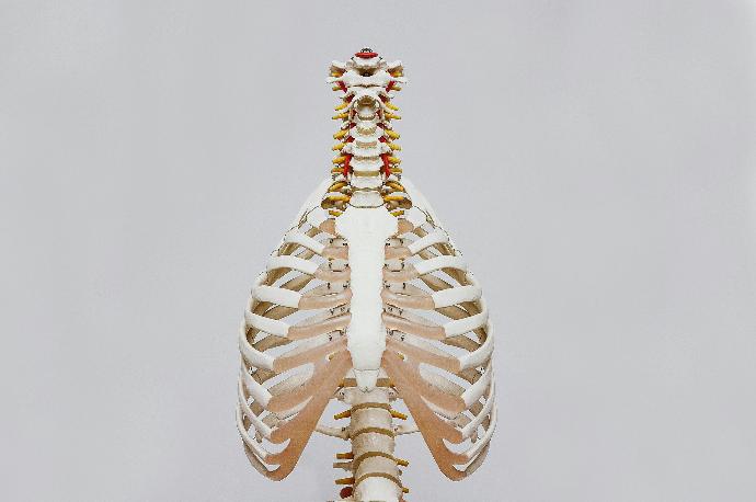 Skeleton image