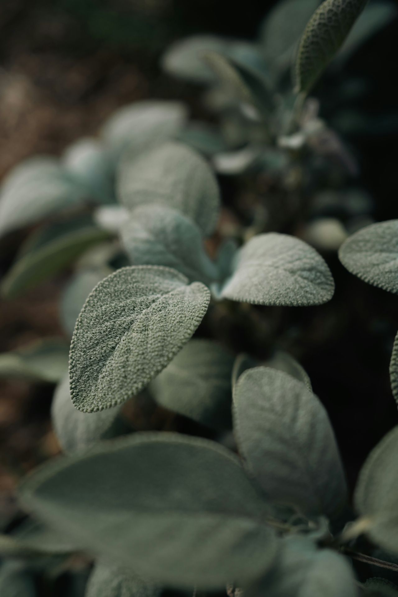 Sage leaves