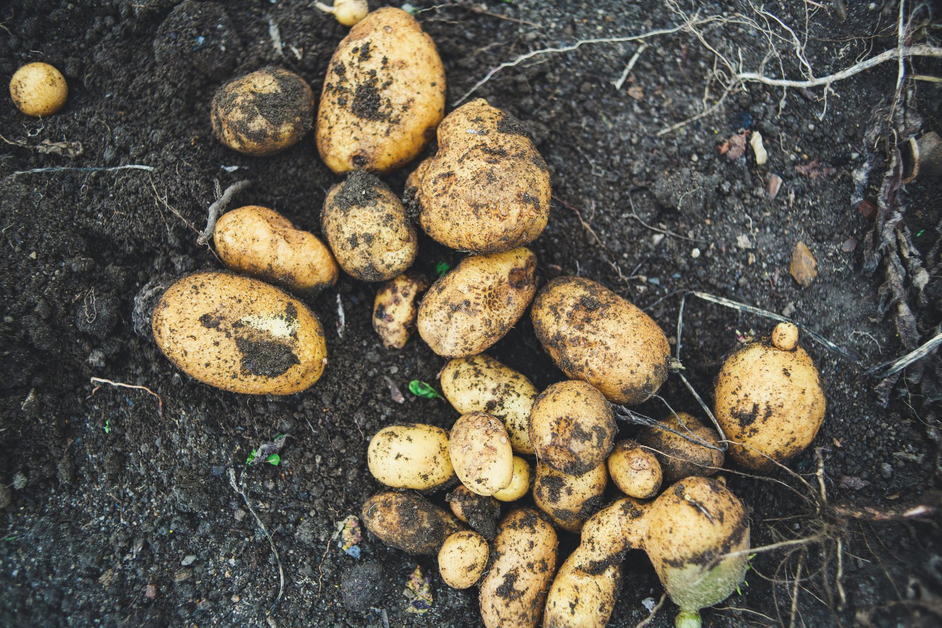 Bild von Kartoffeln
