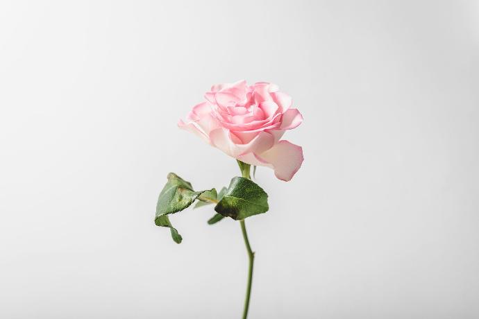 Image d'une rose