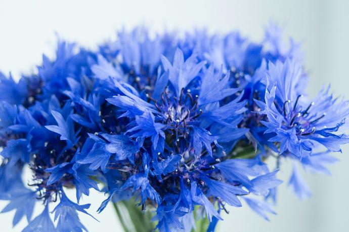 Image de bleuet