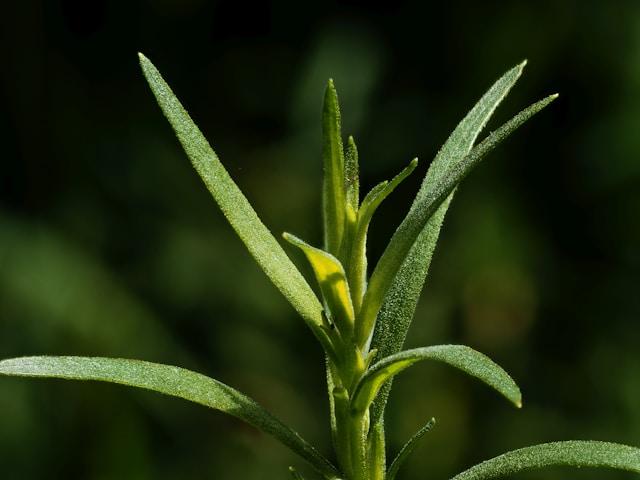 artemisia