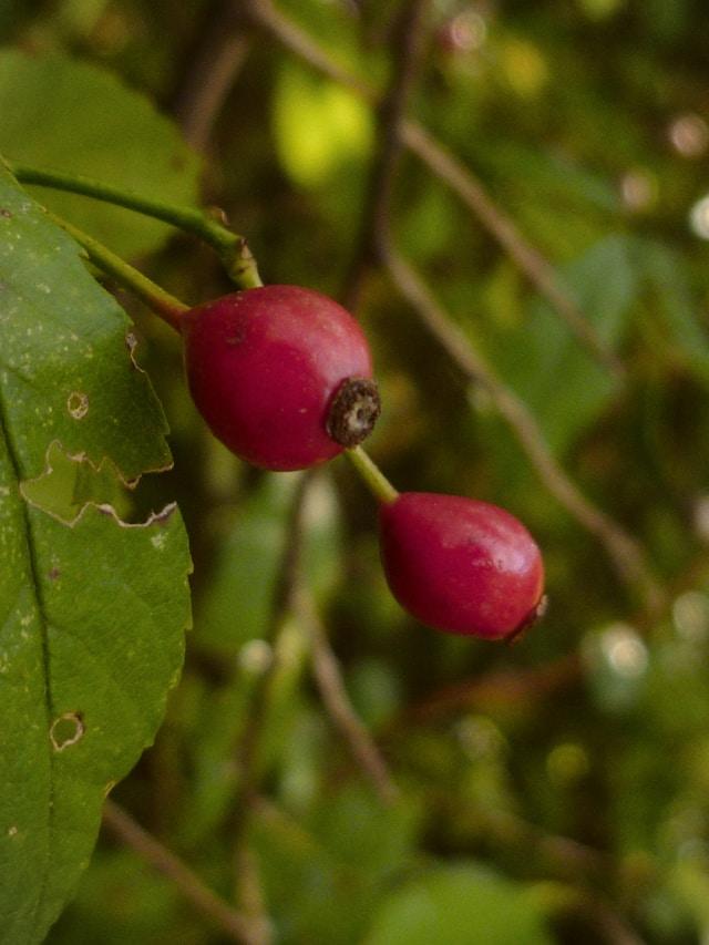 aubépine