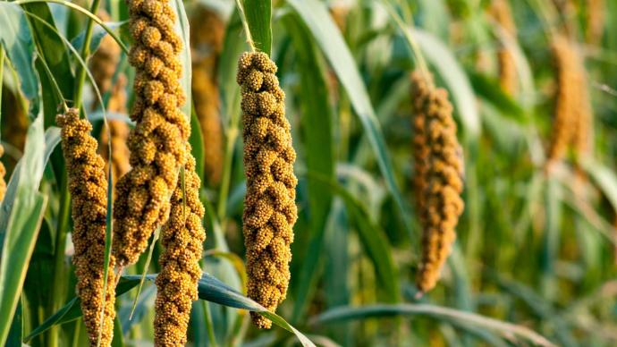 Millet en gros plan avec des feuilles