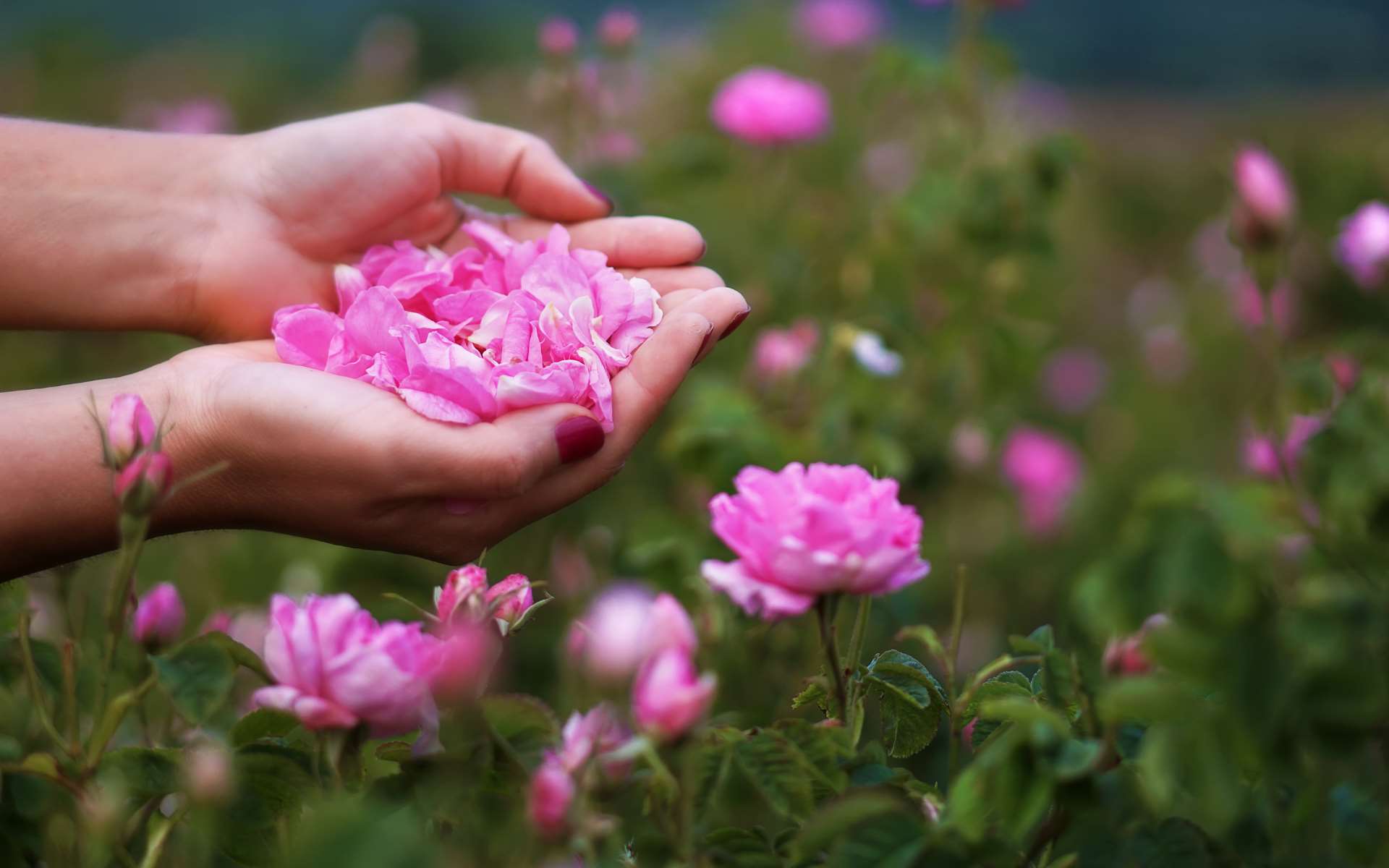 Mains de femme en coupe tenant des pétales de rose au-dessus de roses