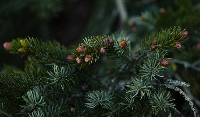 Branches de pin avec bourgeons marrons