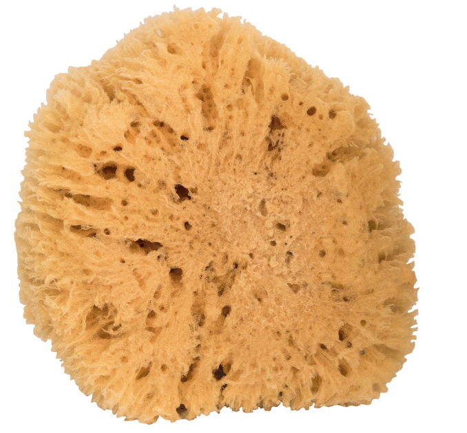 Èponge naturelle corporelle beige