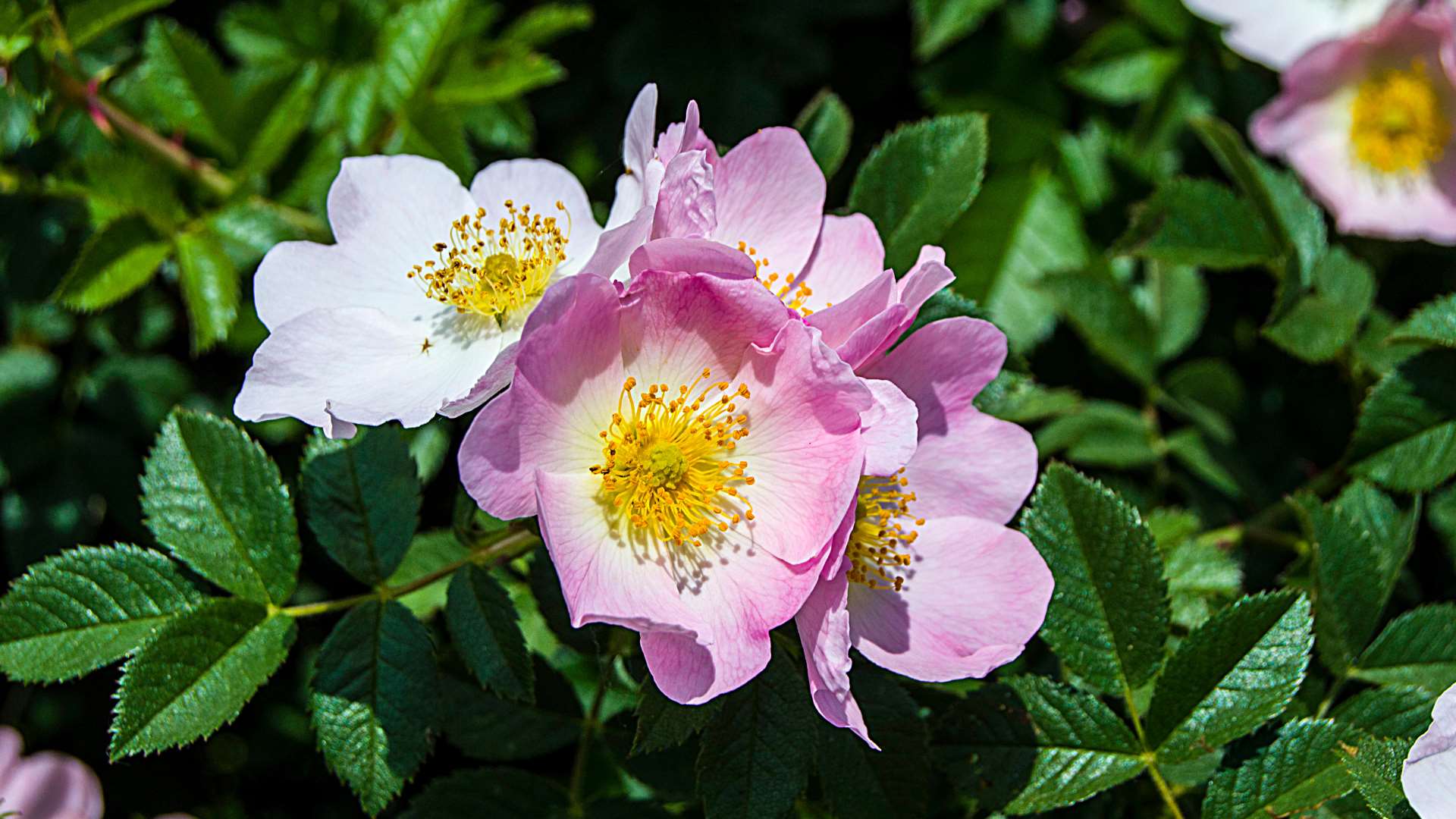 Rose musquée avec des feuilles vertes