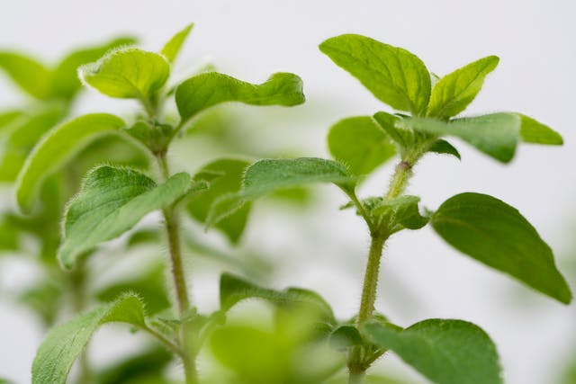 Feuilles de menthe