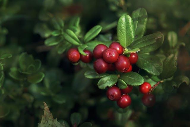 Airelles rouges avec feuilles vertes