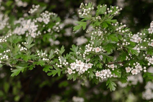 Fleurs d'aubépine blanches avec des feuilles 