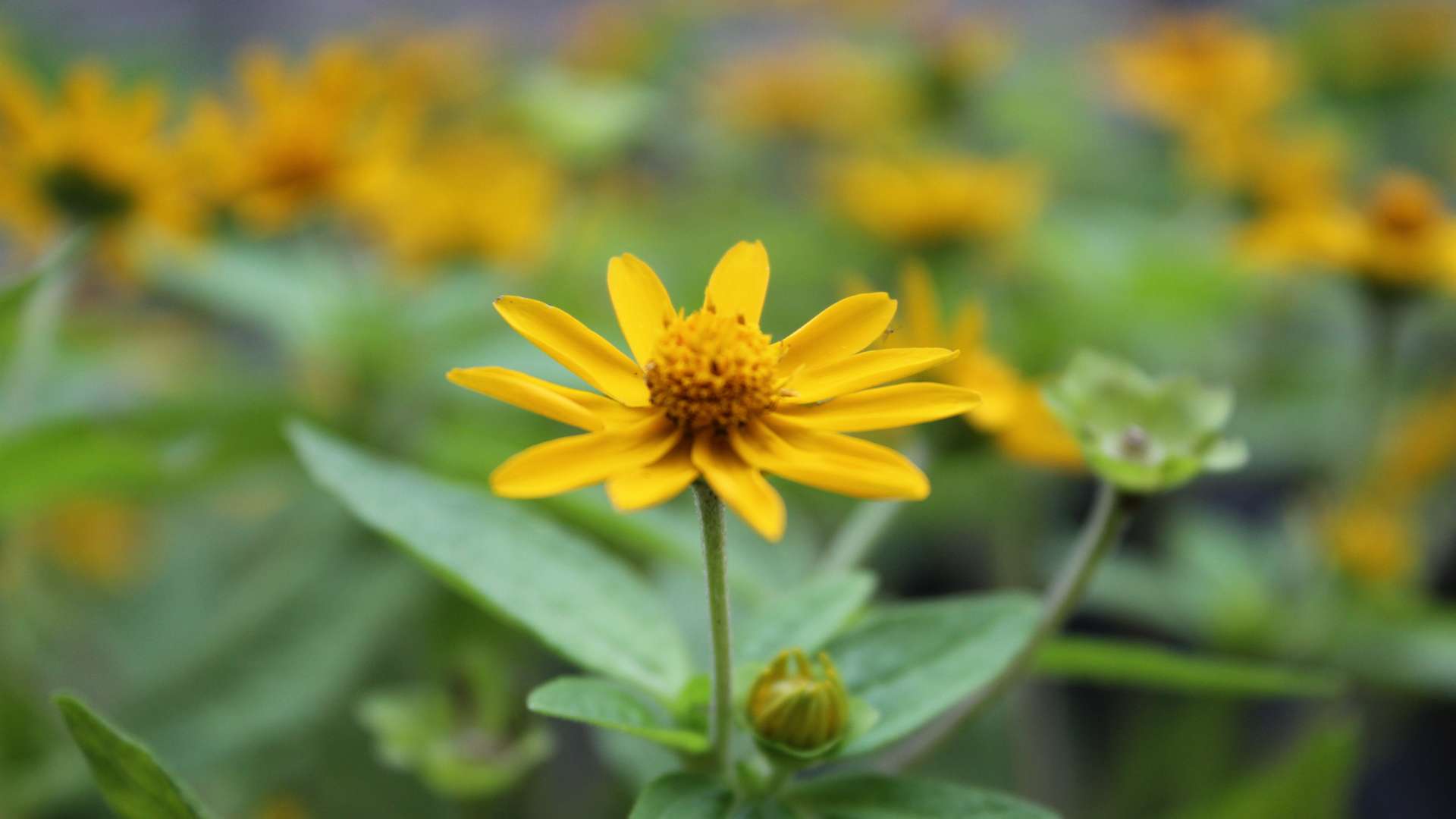Fleurs d'arnica jaunes