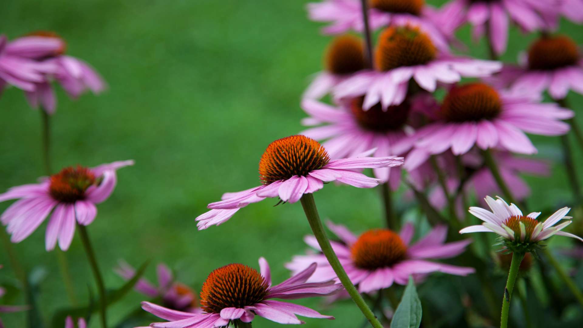 Fleurs Echinacea forte