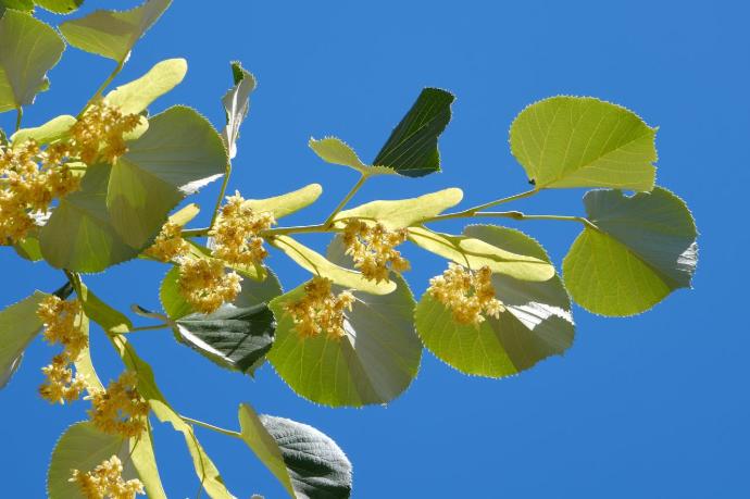 Feuilles de tilleul avec flers sur fond de ciel bleu