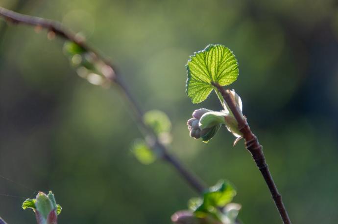Bourgeon vert