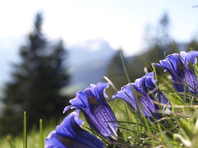 Fleurs de gentiane bleue avec sapins et montagne en arrière-plan