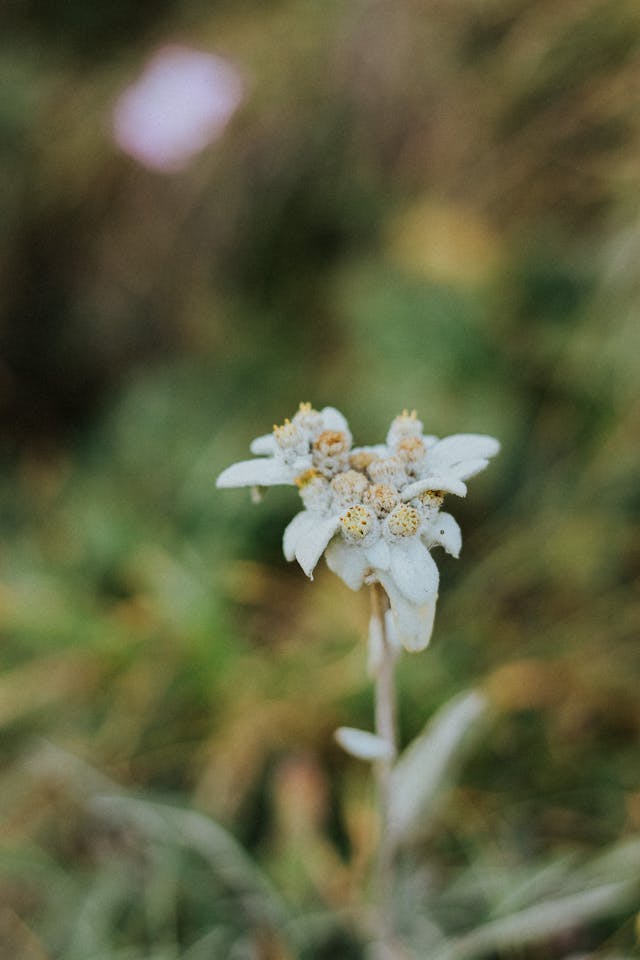 Fleur blanche d'edelweiss