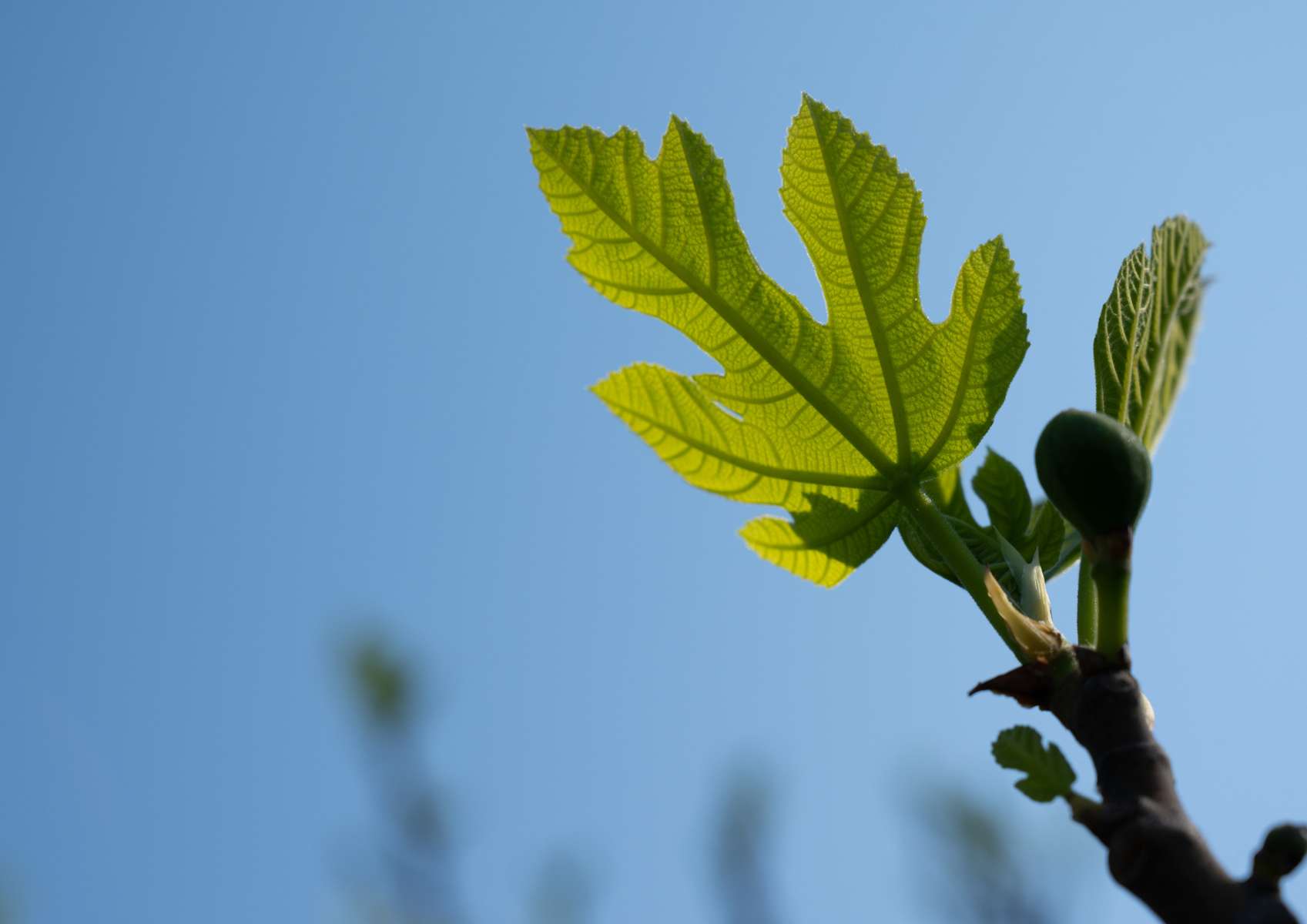 Bourgeon de figuier avec feuille verte, ciel bleu en arrière-plan