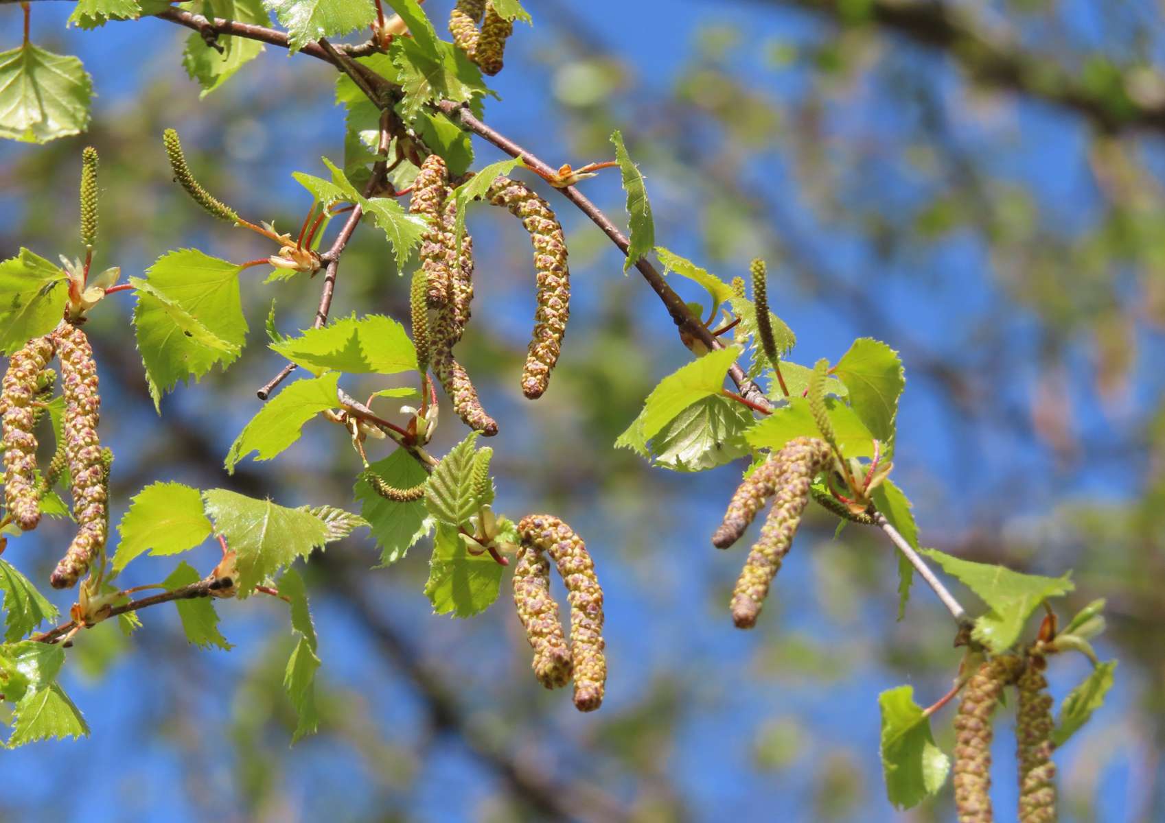 Bourgeons de bouleau sur branche avec feuilles vertes et ciel bleu en arrière-plan