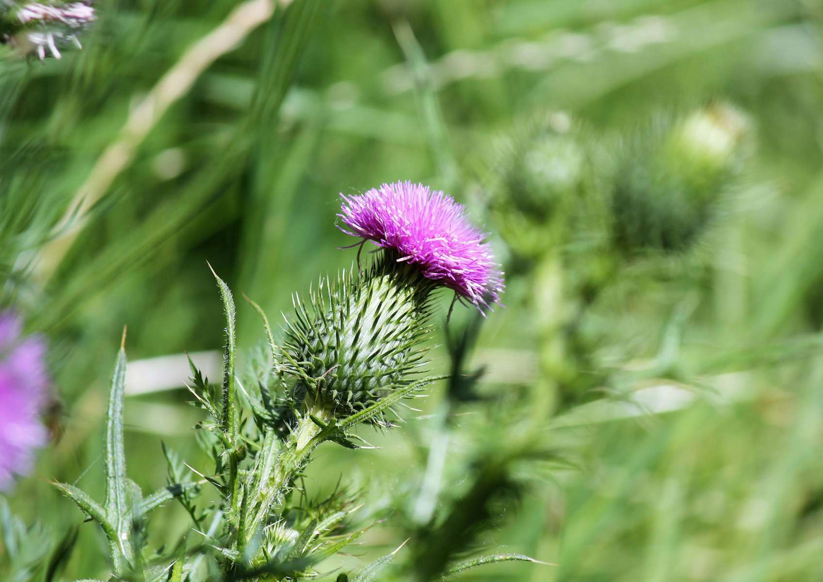 Chardon-Marie rose et vert avec de l'herbe en arrière-plan