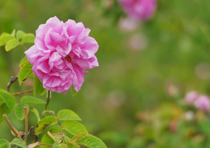 Rose de Damas