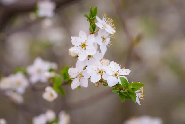 Fleurs d'oranger blanches avec feuilles en gros plan