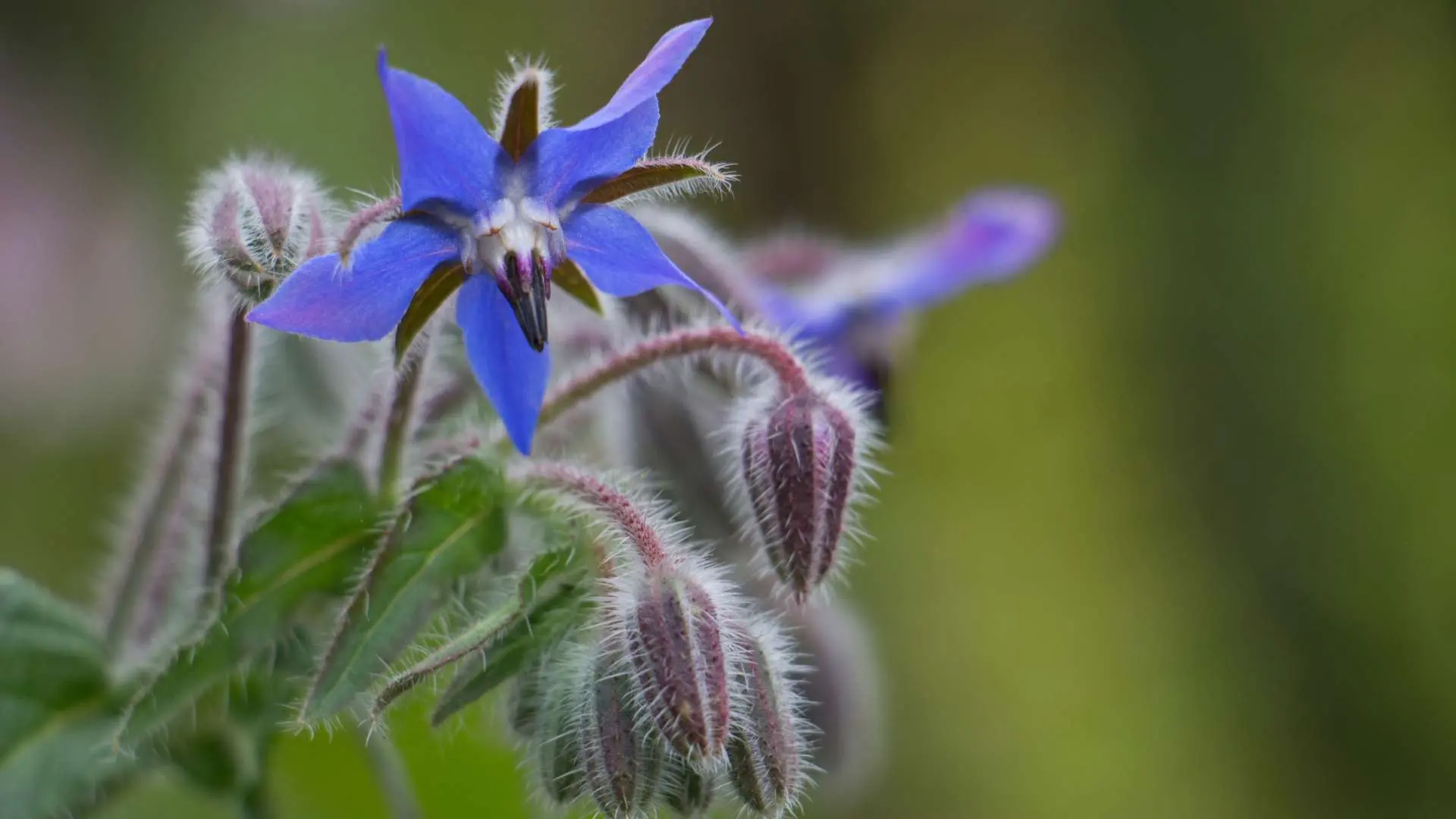 Fleur violette bourrache