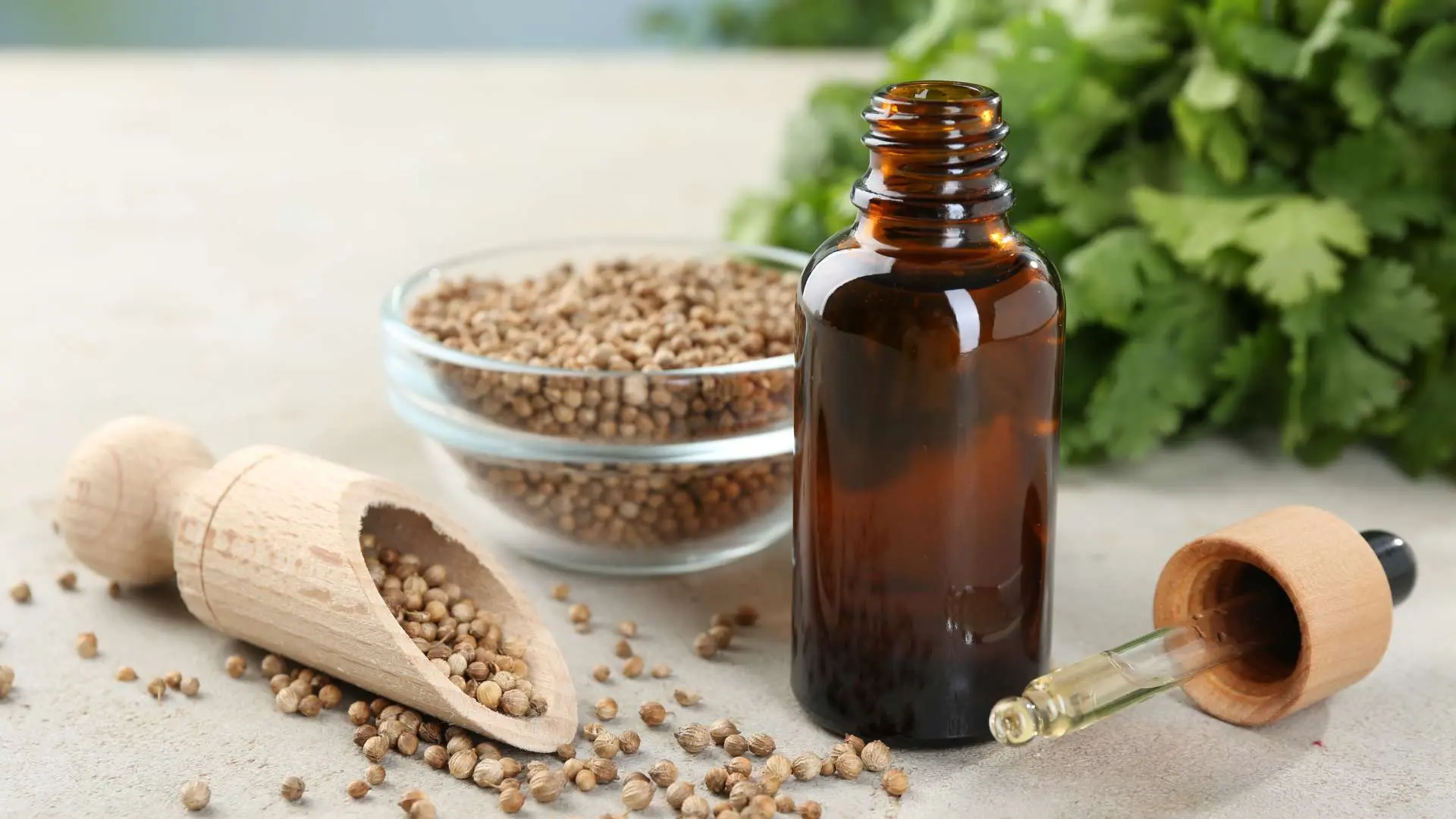 Flacon d'huile essentielle marron avec bouchon-pipette couché à côté avec feuilles de coriandre en arrière-plan et graines de coriandre dans cuillère en bois et coupelle en verre 