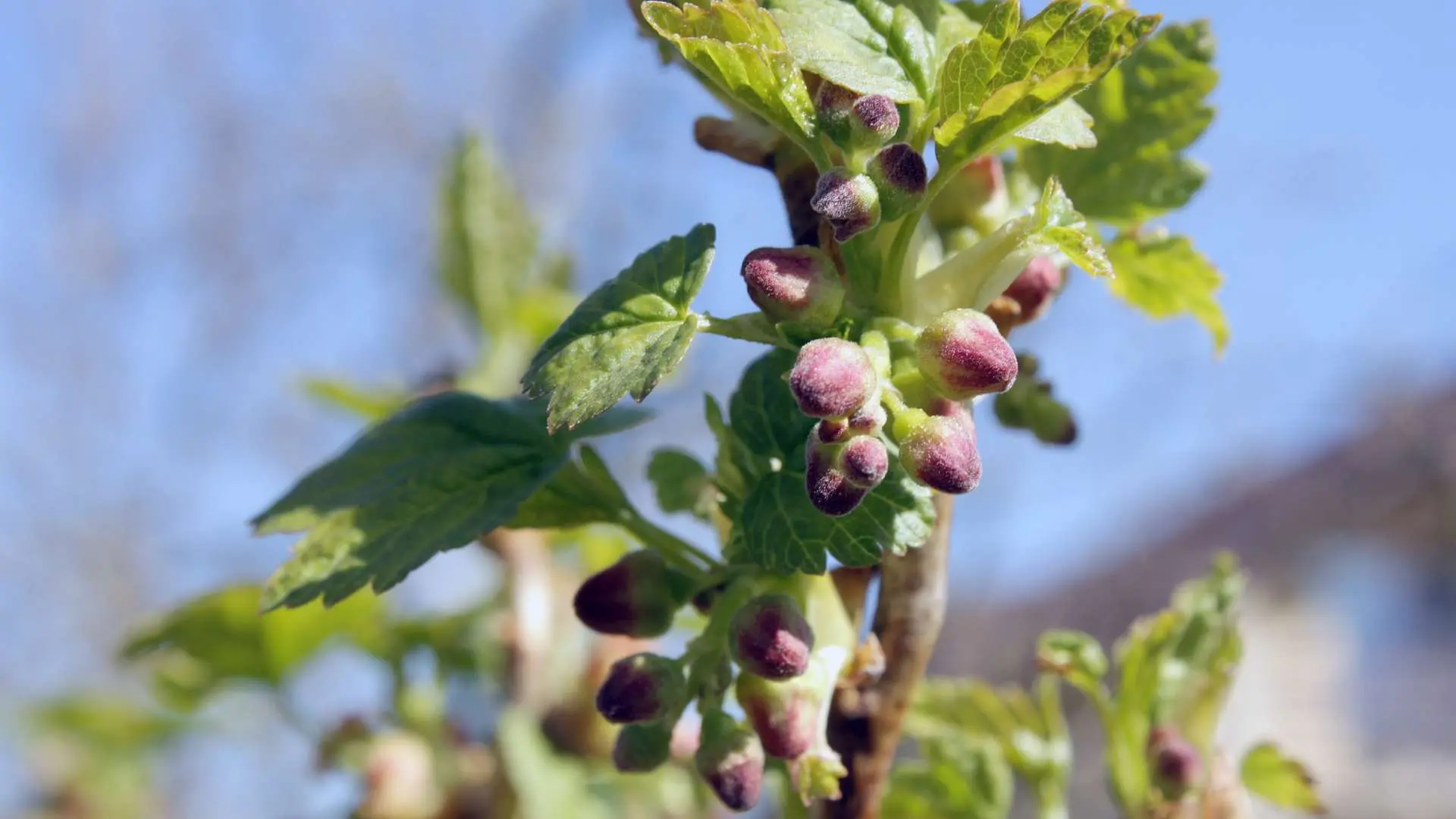 Bourgeon de cassis en gros plan avec ciel bleu en arrière-plan