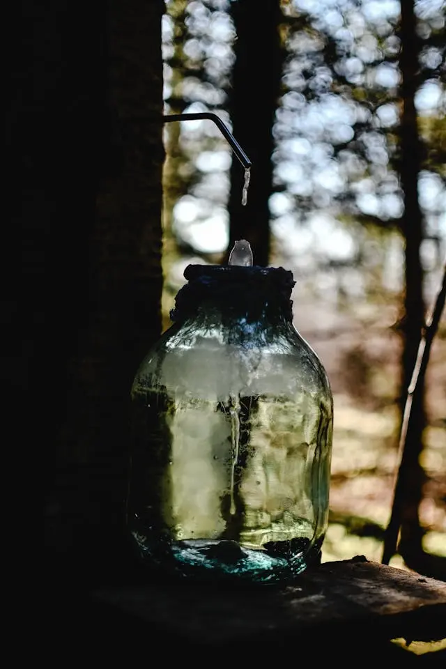 Sève de bouleau recueillie dans un bocal