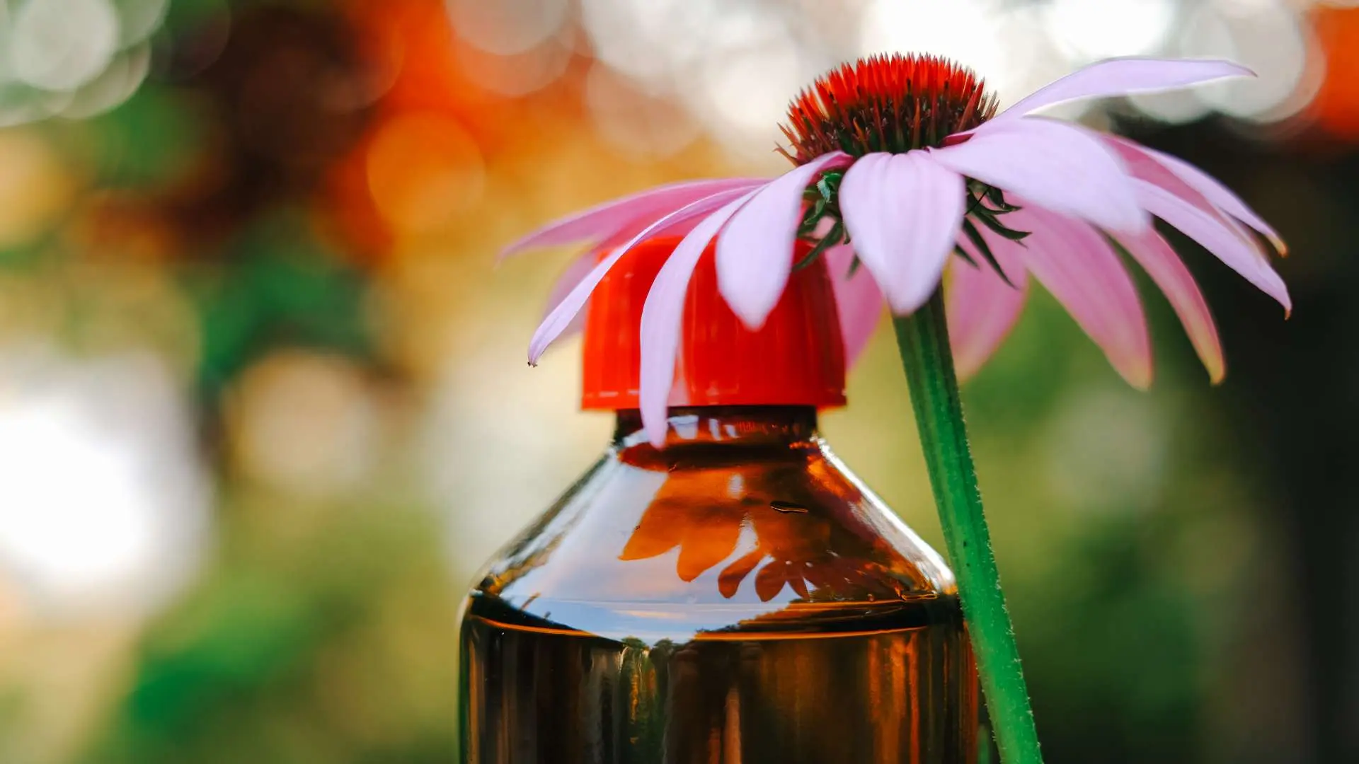 Échinacée rose à côté d'un flacon de teinture mère