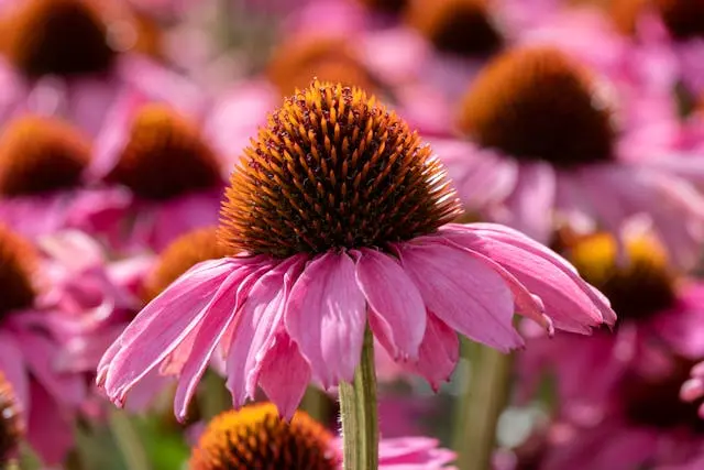 Gros plan échinacée rose avec  échinacées en arrière-plan