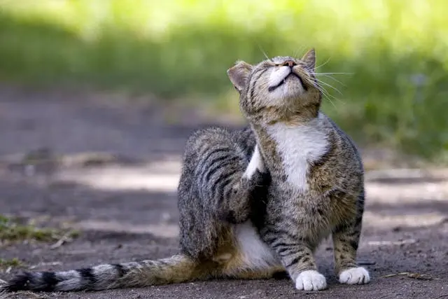 Chat gris et blanc qui se gratte avec de l'herbe en arrière-plan