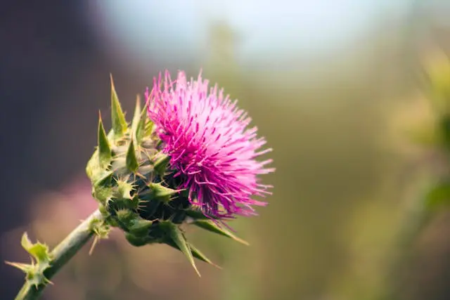 Chardon-Marie rose réputée pour soutenir le foie 