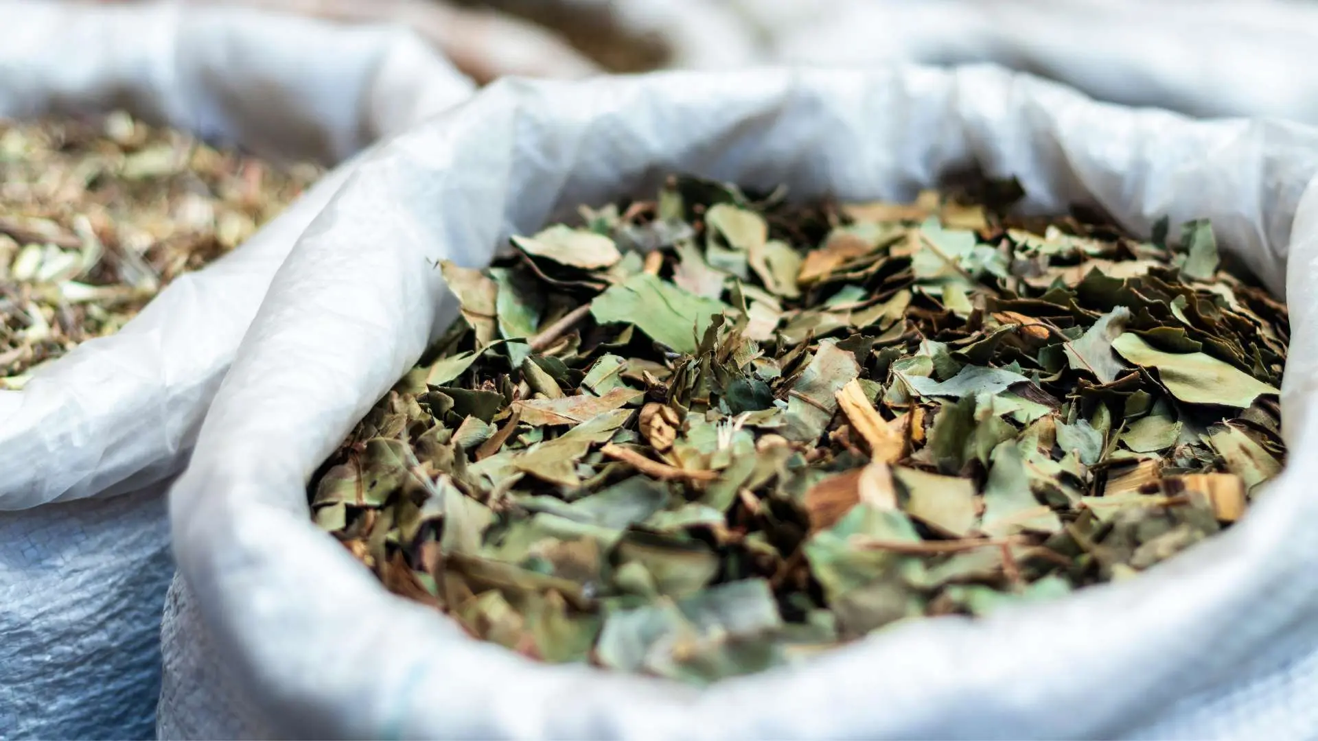 Gros plan plantes séchées dans  sacs en jute blancs